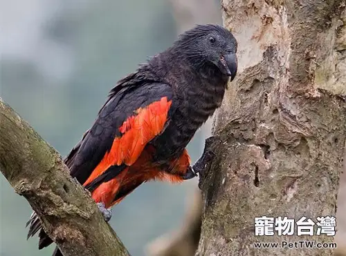 派斯奎特鸚鵡的外形特點(1圖)-寵物台灣