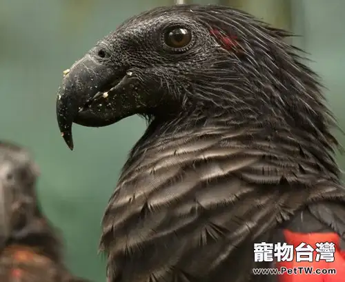 彼斯奎氏鸚鵡的養護要點(1圖)-寵物台灣