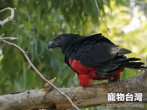 彼斯奎氏鸚鵡的餵食要求