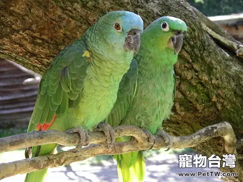 白頂亞馬遜鸚鵡的品種簡介(1圖)-寵物台灣