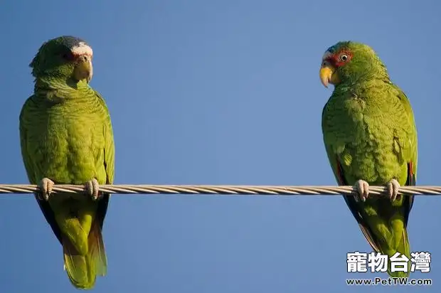 白頂亞馬遜鸚鵡的外形特點