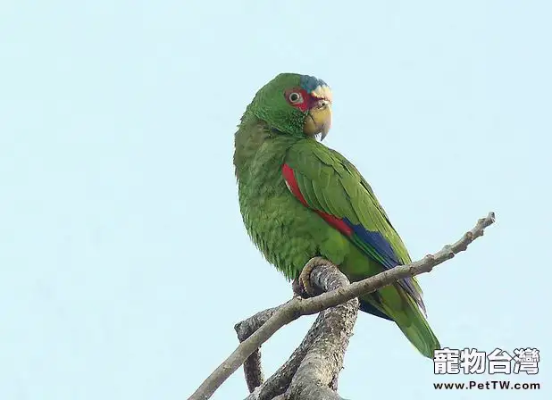 白頂亞馬遜鸚鵡的餵食要求(1圖)-寵物台灣