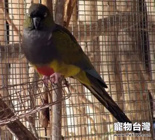 巴塔哥尼亞錐尾鸚鵡簡介(1圖)-寵物台灣