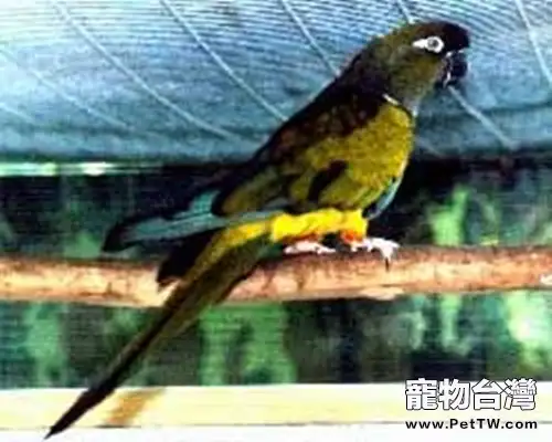 巴塔哥尼亞錐尾鸚鵡的外形特點