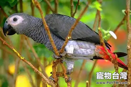 巴塔哥尼亞錐尾鸚鵡的飼養要點(1圖)-寵物台灣