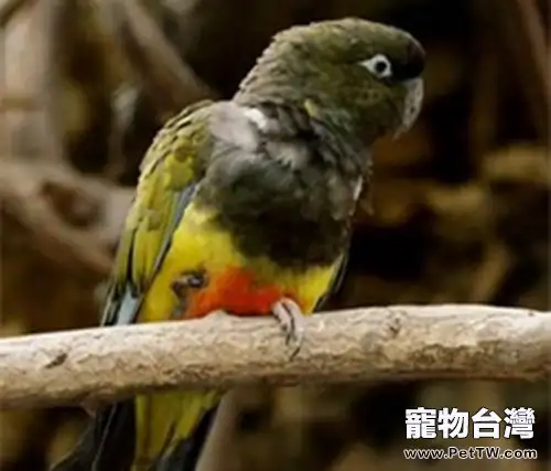 巴塔哥尼亞錐尾鸚鵡的環境要求