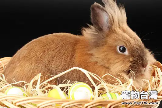 為兔兔選擇環保健康的玩具