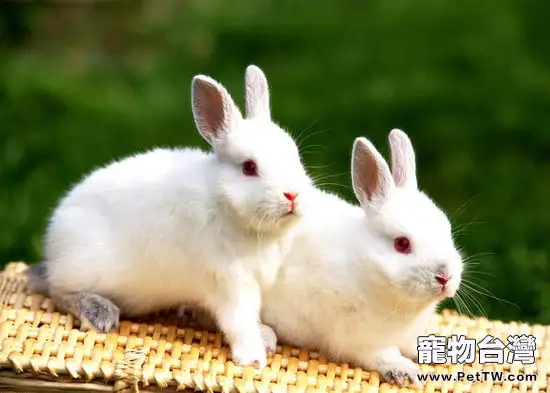 教你如何選購斷奶的小白兔