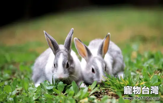兔子服用抗生藥需謹慎
