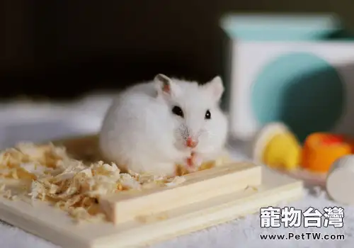 群養倉鼠受傷時怎麼辦(1圖)-寵物台灣