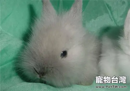 獅子兔的品種簡介(1圖)-寵物台灣