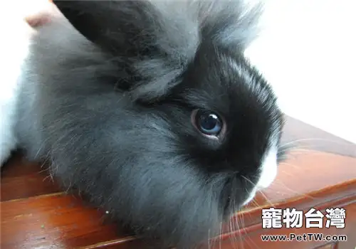 獅子兔的形態特徵(1圖)-寵物台灣