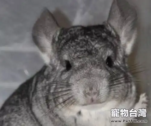 標準灰龍貓的飼養要點(1圖)-寵物台灣
