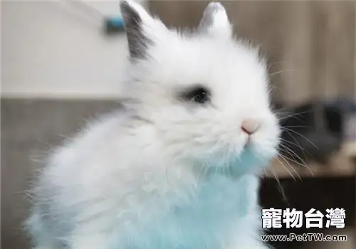 獅子兔的飼養方法及養護要點