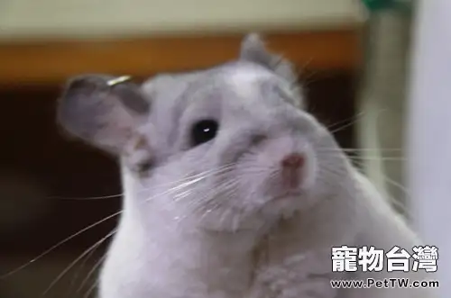飼養標準灰龍貓的環境要求(1圖)-寵物台灣