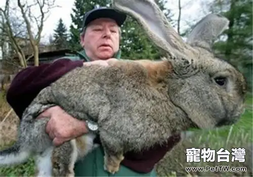 巨型花明兔的外形特點