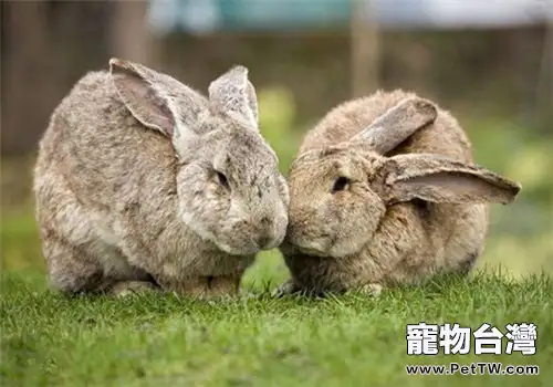 巨型花明兔的飼養方法和生活習性