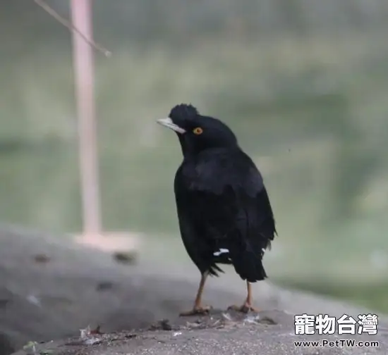 選擇八哥幼鳥要注意哪些方面