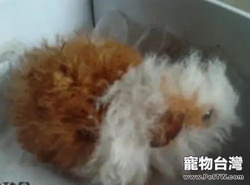 長卷毛天竺鼠的品種簡介(1圖)-寵物台灣