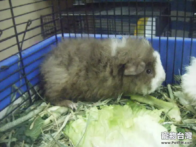 長卷毛天竺鼠的飼養要點(1圖)-寵物台灣
