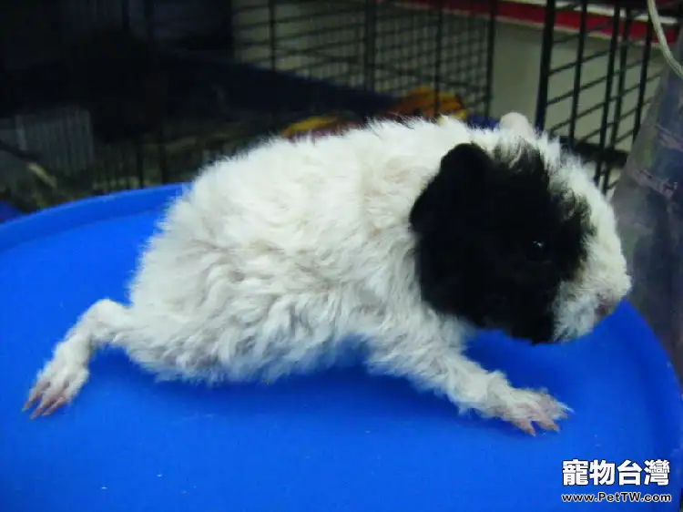 長卷毛天竺鼠的飼養環境注意事項(1圖)-寵物台灣