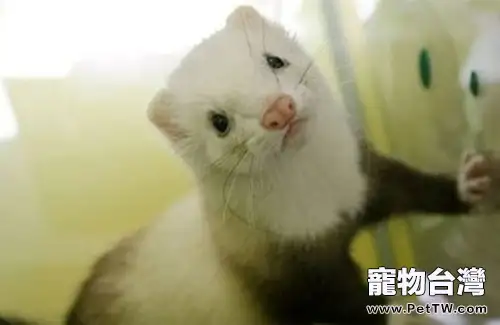 寵物貂的四大飼養注意事項(1圖)-寵物台灣