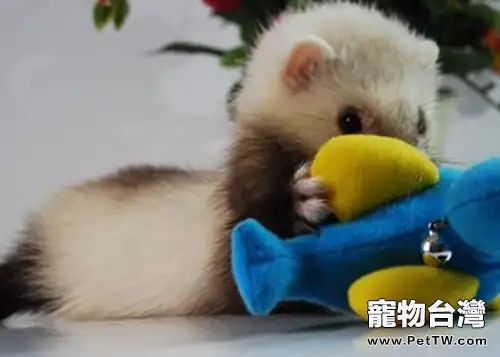 寵物貂的飼養環境要求(1圖)-寵物台灣