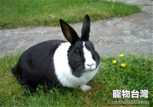 荷蘭兔喜歡吃什麼呢？