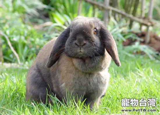 葡萄糖在兔兔養殖中有大作用