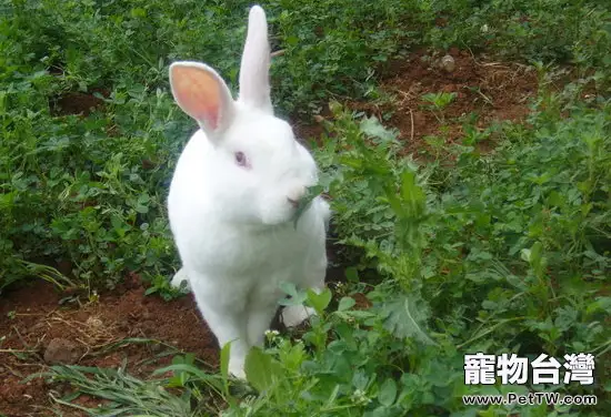 哪些野菜不能讓兔子食用
