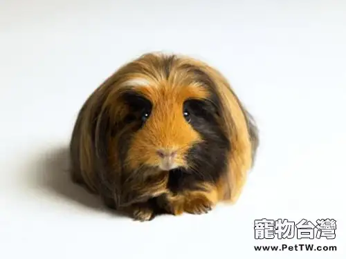 秘魯緞毛天竺鼠的外形特點(1圖)-寵物台灣