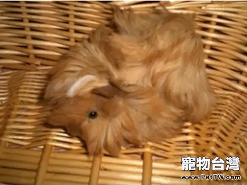 秘魯緞毛天竺鼠的飼養環境(1圖)-寵物台灣