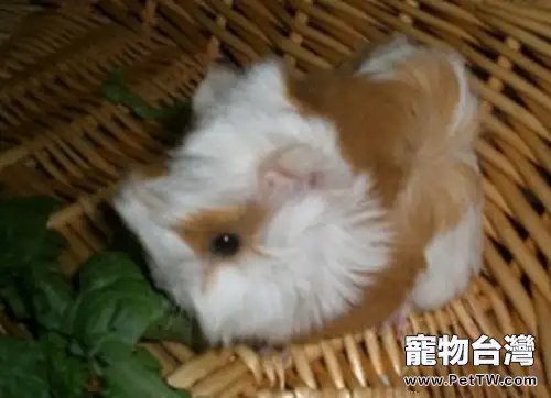 秘魯緞毛天竺鼠的餵食要點(1圖)-寵物台灣