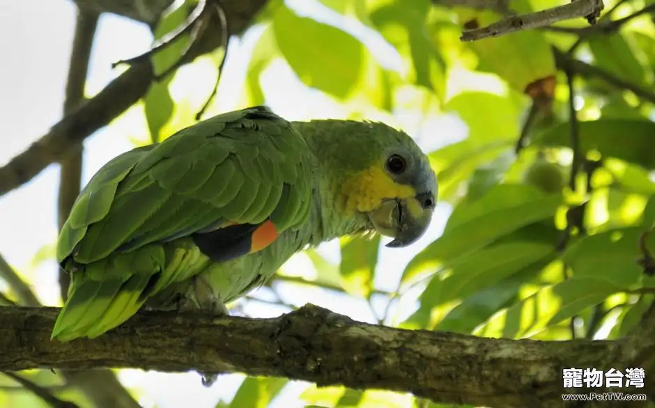 橙翅亞馬遜鸚鵡的外形特點