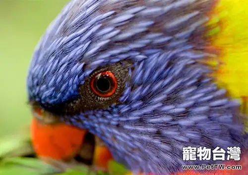 彩虹吸蜜鸚鵡的品種簡介