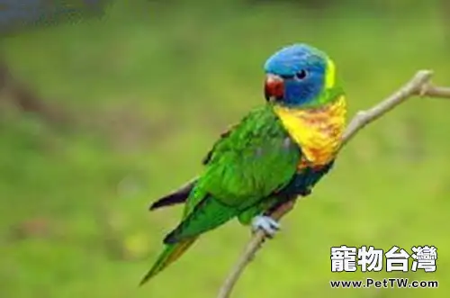 彩虹吸蜜鸚鵡的外形特點