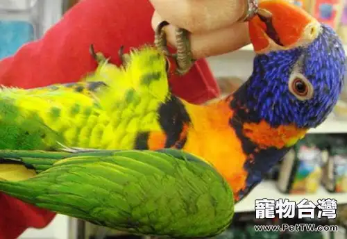彩虹吸蜜鸚鵡的飼養要點(1圖)-寵物台灣