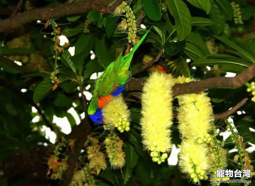 彩虹吸蜜鸚鵡的飼養環境