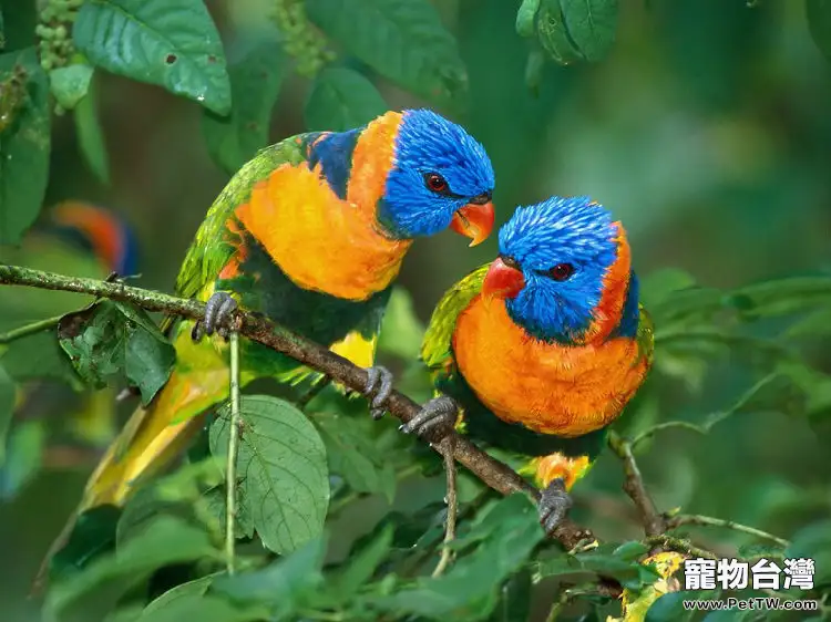 彩虹吸蜜鸚鵡吃什麼比較好