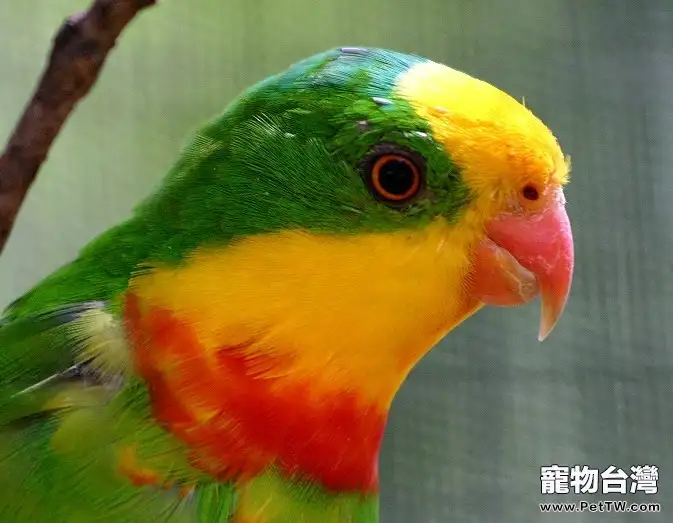 超級鸚鵡的品種簡介