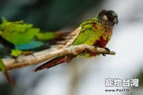 彩繪錐尾鸚鵡的飼養環境