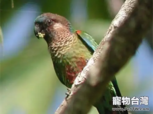 彩繪錐尾鸚鵡吃什麼好(1圖)-寵物台灣