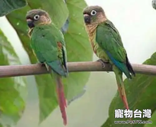 赤褐腹錐尾鸚鵡的品種簡介