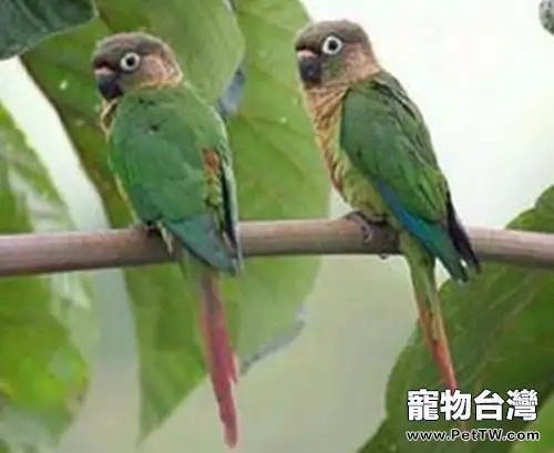 赤褐腹錐尾鸚鵡的品種簡介(1圖)-寵物台灣
