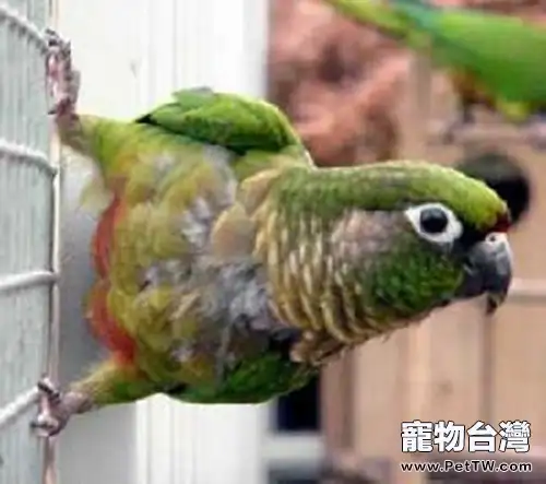 赤褐腹錐尾鸚鵡的人工飼養(1圖)-寵物台灣
