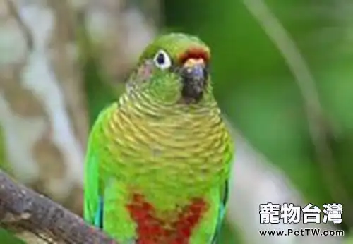 赤褐腹錐尾鸚鵡的飼養環境(1圖)-寵物台灣