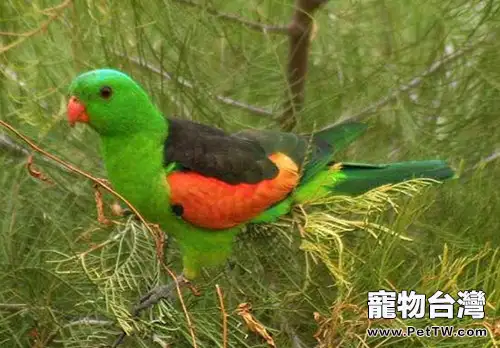 赤褐腹錐尾鸚鵡的餵食要點(1圖)-寵物台灣
