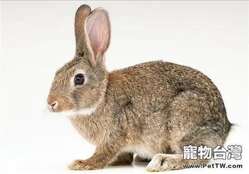 比利時兔的品種簡介