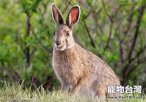 比利時兔的外貌特徵(1圖)-寵物台灣