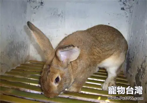 比利時兔的飼養要點(1圖)-寵物台灣